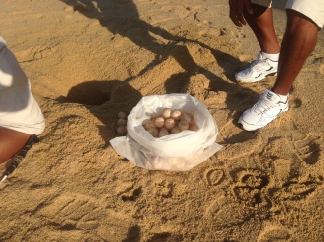 Copy of turtle_eggs_pedregal_Beach