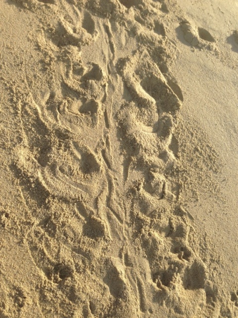 Copy of turtle_tracks_pedregal_beach